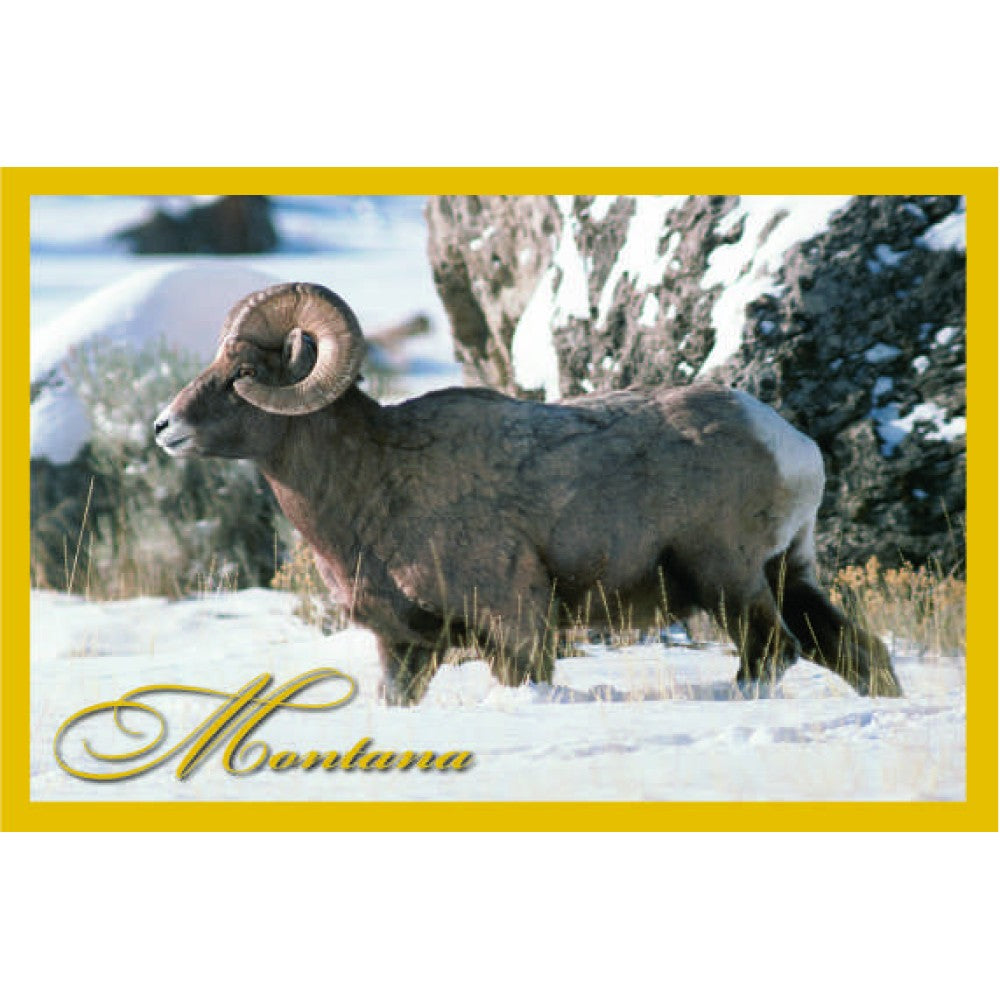 Montana Big Horn Sheep Postcard