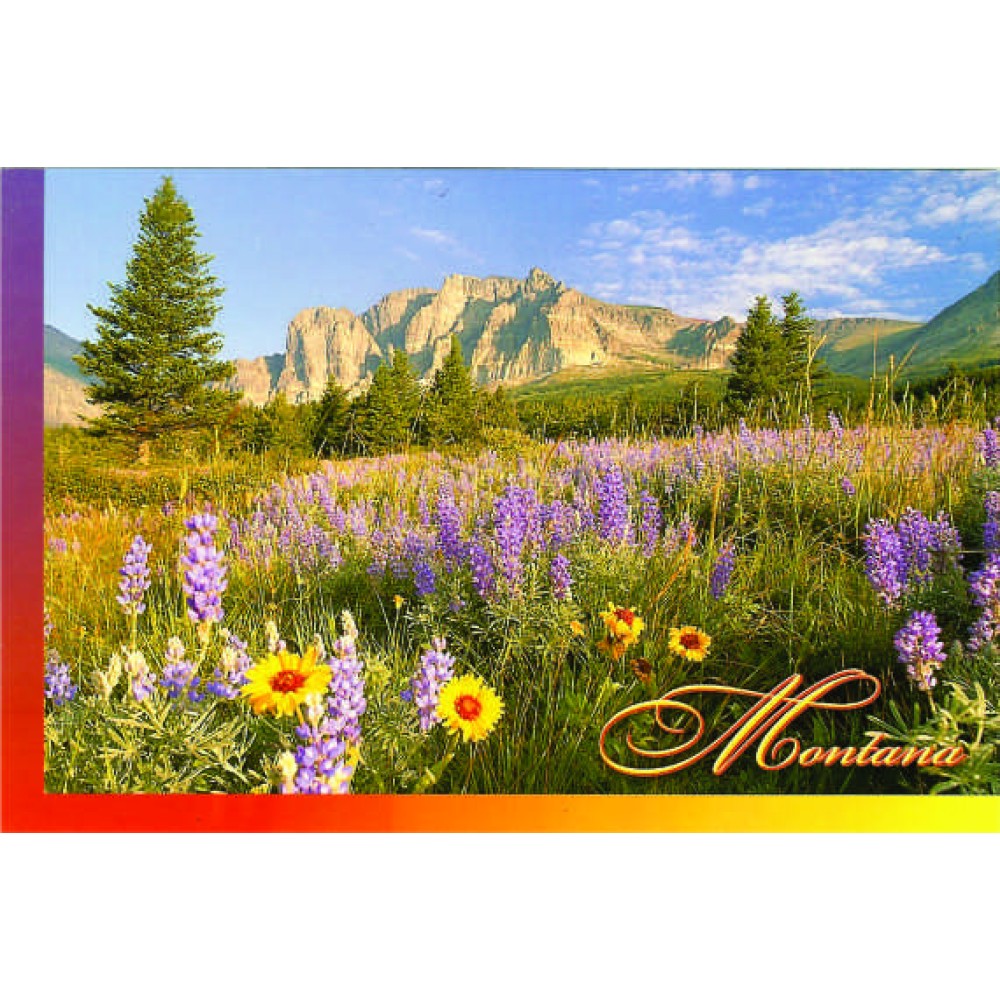 Montana Alpine Flowers Postcard