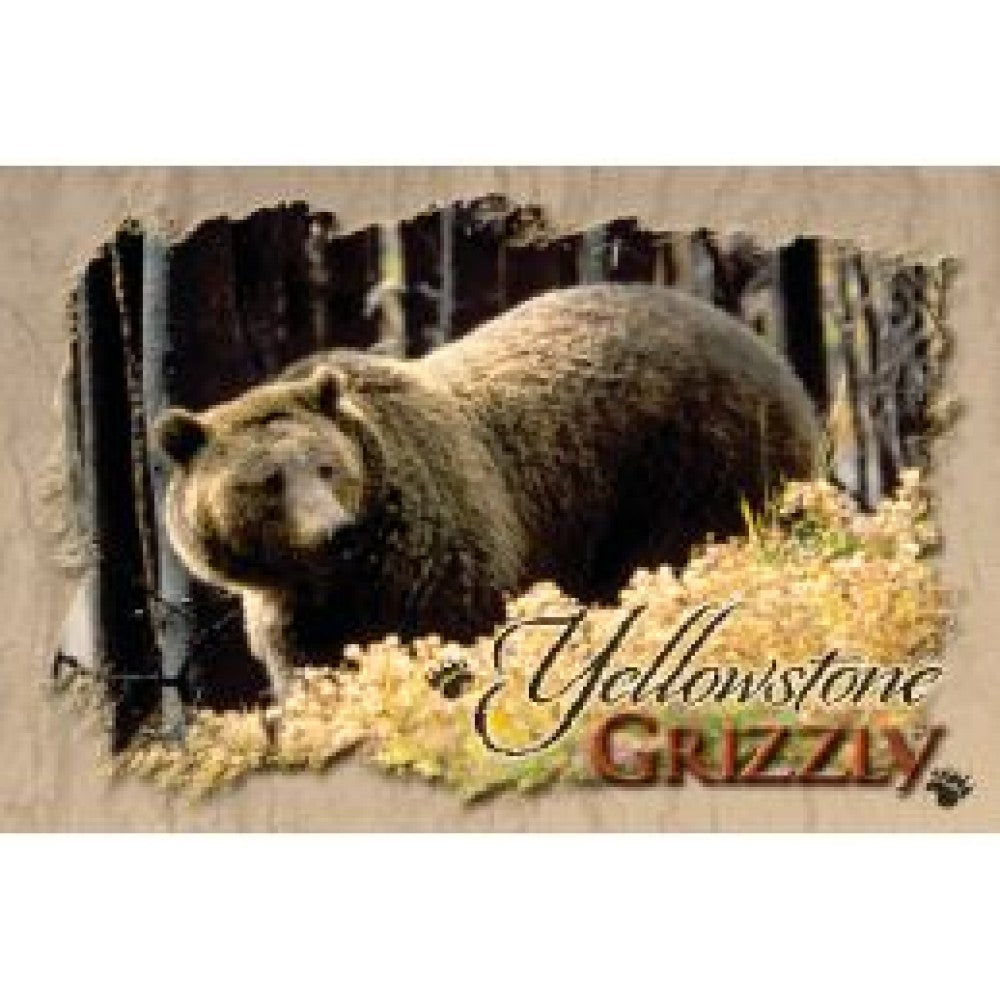 Yellowstone Grizzly Postcard