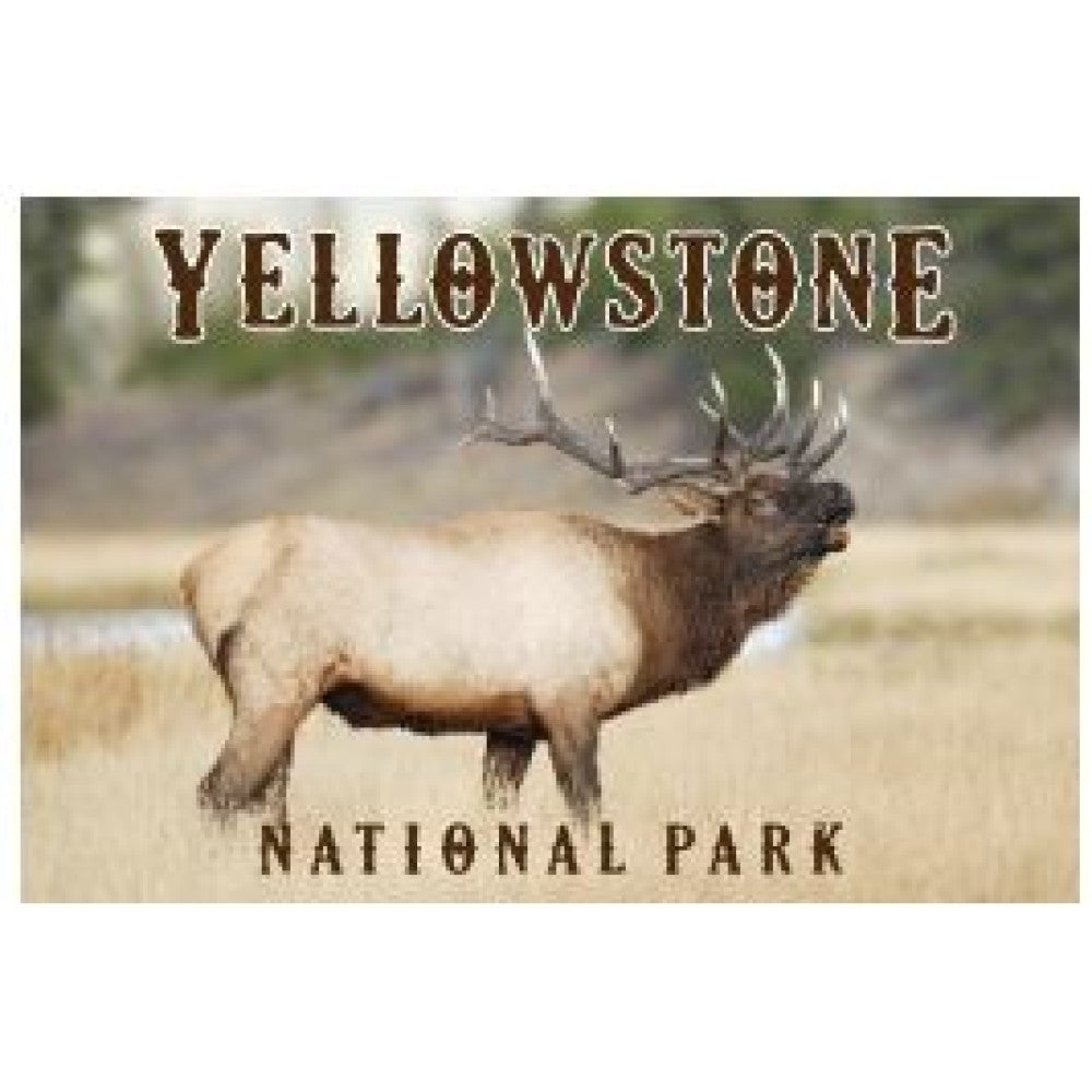 Yellowstone National Park Bull Elk Postcard