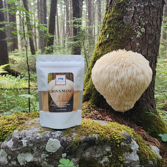 Lion's Mane Mushroom Powder - Organic