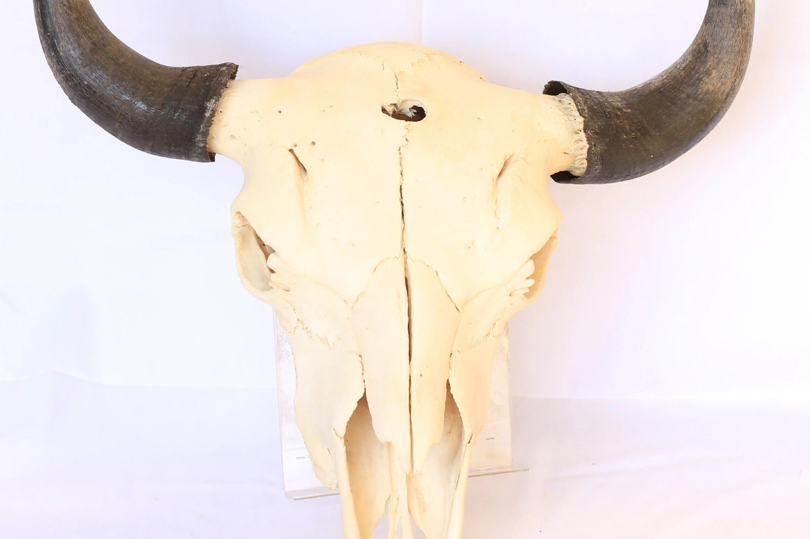 Authentic Buffalo Bison Skull