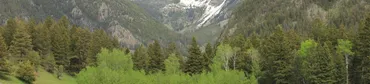 montana forests