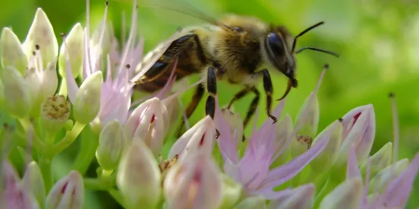 honeybee banner photo