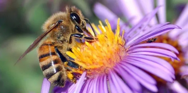 bee harvesting honey