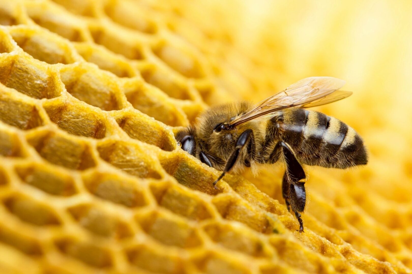 bee in a honeycomb